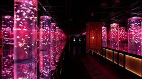 日本「Art Aquarium」金魚藝術展即將來台，該展覽看似光彩奪目，背後卻造成無數金魚犧牲。（圖／翻攝Art Aquarium museum臉書）