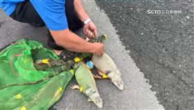 綠鬣蜥八.百1800