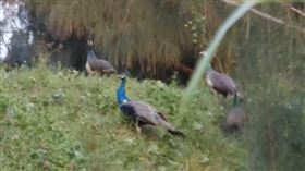 抓外來孔.雀1800