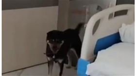 愛犬找主人 （圖／翻攝自微博）
