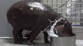 ▲雄性侏儒河馬Thabo來台灣囉！目前在檢疫期，視適應狀況後會擇期和大家見面。（圖／台北市立動物園提供） 