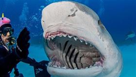 虎鯊（圖／翻攝自ken_kiefer_underwater IG）