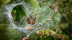 漏斗網蜘蛛（funnel-web spider）（圖／翻攝自pixabay）
https://pixabay.com/zh/photos/funnel-web-spider-web-spiderweb-4865535/