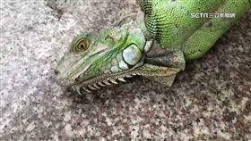 綠鬣蜥搭貨車北上入侵 苗3鄉鎮通報蹤跡