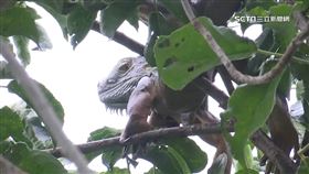 綠鬣蜥搭貨車北上入侵 苗3鄉鎮通報蹤跡