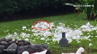 奇美博物館鵝媽媽「黑輪」遭浪浪咬死