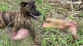 煮熟的鹿頭和蹄仍留有血色，民眾尖叫拍下驚悚畫面。（圖／民眾提供