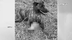 文 梅花鹿餵狗1800