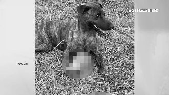 梅花鹿遭斷頭疑汆燙餵狗　墾管處加強巡查