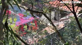 薄瓜瓜娶台灣妻！婚宴佈置走中國風