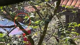 薄瓜瓜,婚宴,南園,空拍機,干擾槍(圖／記者羅欣怡攝影)