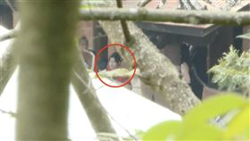 薄瓜瓜,歡宴,許惠瑜,拜堂,南園（圖／翻攝畫面）