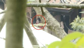 「薄許府」喜宴　許惠瑜大紅禮服現身