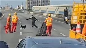 國道2號,柴犬,亂竄