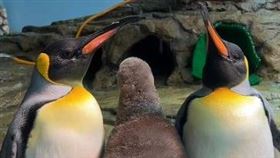 木柵動物園國王企鵝「嘟胖」生了。（圖／翻攝自Xpark粉專）