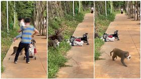 推車,罰鍰,爸爸,嬰兒車,獼猴,壽山,高雄