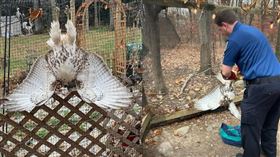 老鷹被困在雞舍的圍網上　倒掛畫面
（圖／翻攝自New Canaan Police Department　臉書）