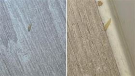 蟲,客房,垃圾桶,蛆,天花板,屍體（圖／爆系知識家