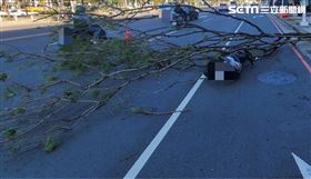 路樹突然倒塌，直接壓倒騎士自摔。（圖／翻攝畫面）
