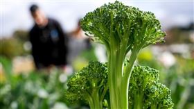 ▲青花菜（圖／翻攝自pixabay）