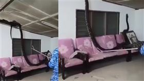 蟒蛇,馬來西亞,天花板,