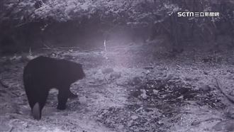 獵人4度捕捉黑熊身影！又拍到絕種熊鷹