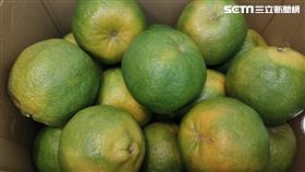 ▲椪柑 橘子 柑橘 老欉 大橘大利（圖／記者許雅惠攝影）