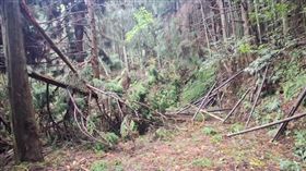  南投仁愛4男，上山釣魚，溪水暴漲受困失聯，卓社林道挺進，帕那巴拉社，搜救小組(圖／翻攝畫面)