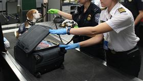 出國 行李箱 海關　示意圖／unsplash