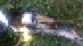 7公尺巨蟒體內驚見失蹤男子全屍。（圖／翻攝自X）