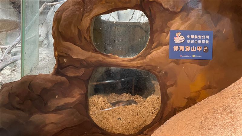 華航認養木柵動物園穿山甲　提倡保育永續