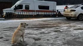 主人穿越冰河，冰層破裂，墜落，喪命　俄羅斯忠犬「原地痴等4天」(圖／翻攝自Алтапресс)