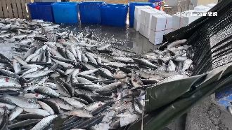 台船赴中走私野生烏魚　海上不可說的秘密