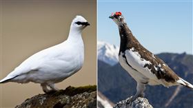 冬天會變色！住寒冷地區「3種」奇特動物　這2隻日本就看得到（組合圖／翻攝自維基百科）