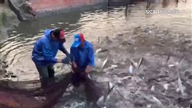 布袋虱目魚批發價低! 養殖業者苦嘆