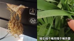 女子發現電腦銀幕後　有一團螳螂寶寶（合成圖／翻攝自農民頻道）
