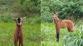 一位巴西民眾拍下，有一隻鬃狼在學校附近徘徊。（圖／翻攝自Tiktok＠ailton.carlos2）