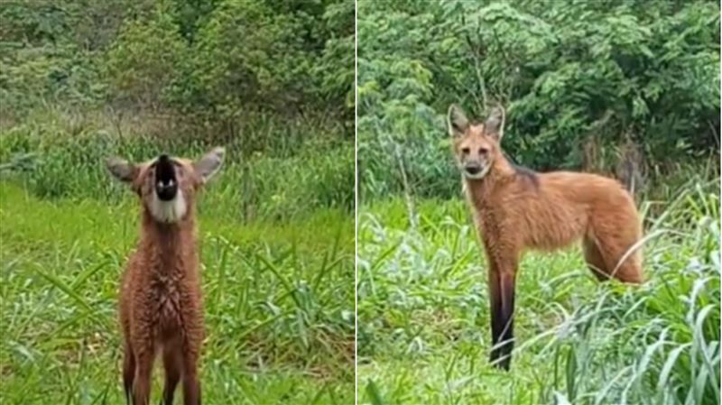 學校有狼!拍攝者無視吠叫「想和牠溝通」