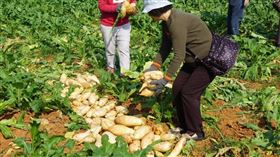 蔬菜,抗氧化,白蘿蔔,青花菜