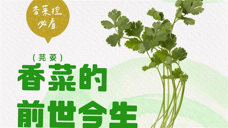 農糧署揭香菜的歷史　引入台灣料理多樣化