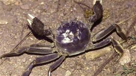 大閘蟹。（示意圖／翻攝自維基百科）