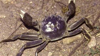 1.6萬噸中國大閘蟹內含毒　2次檢驗不合格