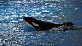 紐西蘭,虎鯨,殺人鯨,海洋,潛水,動物（圖／翻攝自Pixabay）