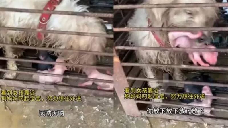 狗媽媽被賣到狗肉店…顫抖叼寶寶托付路人
