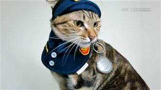 浪貓獲救1年後升格警喵　穿制服萌樣曝光