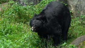 台北市立動物園黑熊爺爺「小熊」離世民國78年被民眾買下送至台北市立動物園，黑熊「小熊」逐漸長成大熊、再變成老熊，但保育員日前發現牠下半身無法動彈，積極治療後仍不見好轉，與各方討論後決定艱難地放手，讓「小熊」不再承受辛苦與疼痛。（台北市立動物園提供）中央社記者陳昱婷傳真  113年2月28日