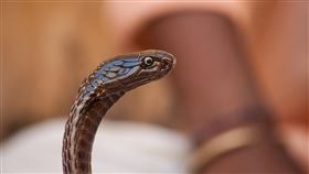 ▲眼鏡蛇，毒蛇 （示意圖／翻攝自pixabay）