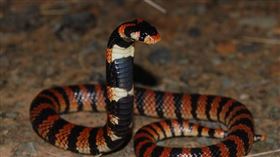 眼鏡蛇,毒蛇,cape cobra,開普眼鏡蛇　圖／維基百科