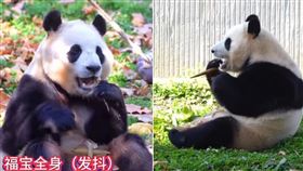 貓熊「福寶」吃東西時不自覺抖動，讓網友很憂心。（翻攝微博）