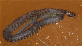 虎蛇。(圖/翻攝自維基百科)